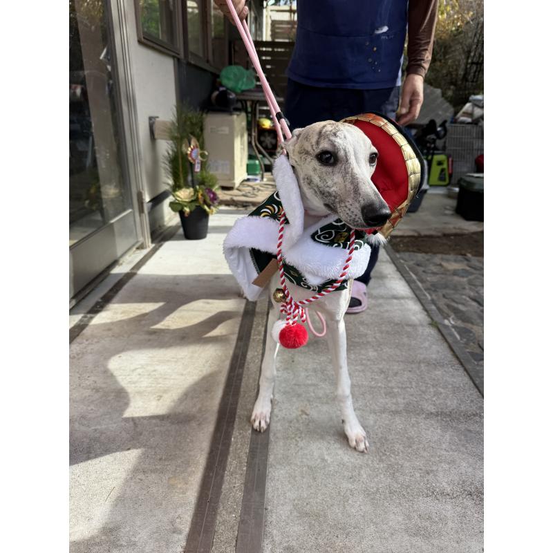 販売中の広島県のウィペット-404885の4枚目