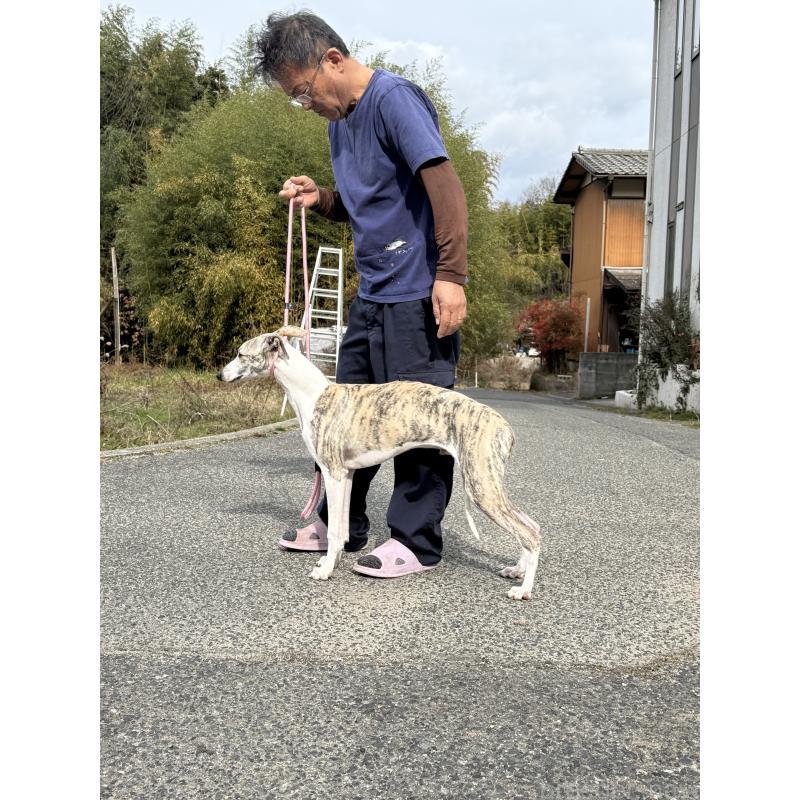 販売中の広島県のウィペット-404885の2枚目