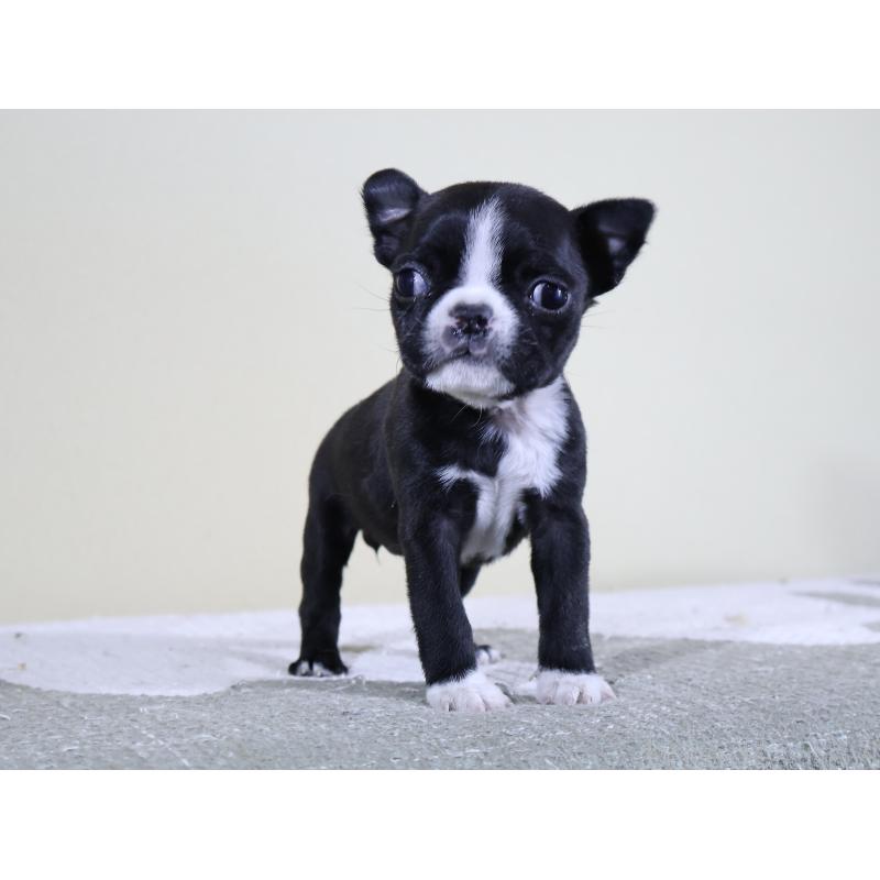 成約済の埼玉県のボストンテリア-441201の2枚目