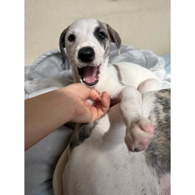 販売中の広島県のウィペット-439846の27枚目