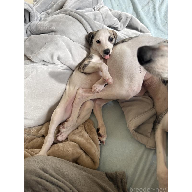 販売中の広島県のウィペット-439846の26枚目