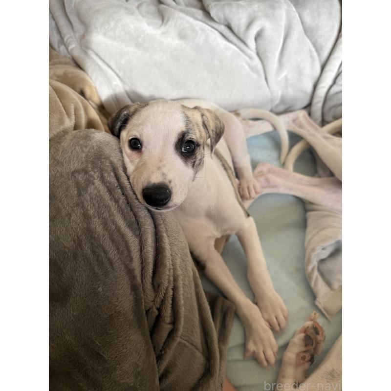 販売中の広島県のウィペット-439846の25枚目