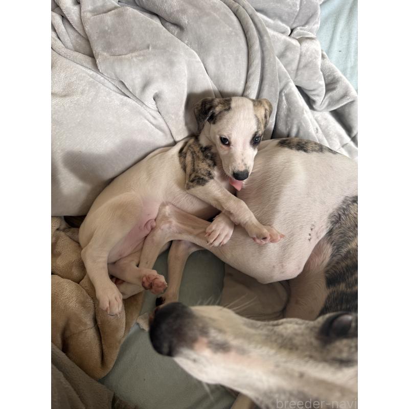 販売中の広島県のウィペット-439846の24枚目