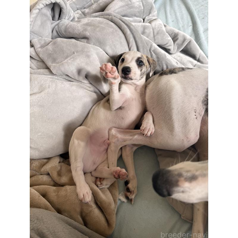 販売中の広島県のウィペット-439846の23枚目