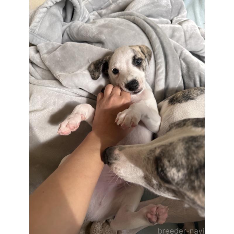 販売中の広島県のウィペット-439846の22枚目