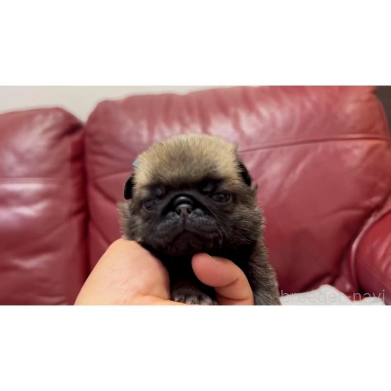 成約済の岡山県のパグ-440653の15枚目