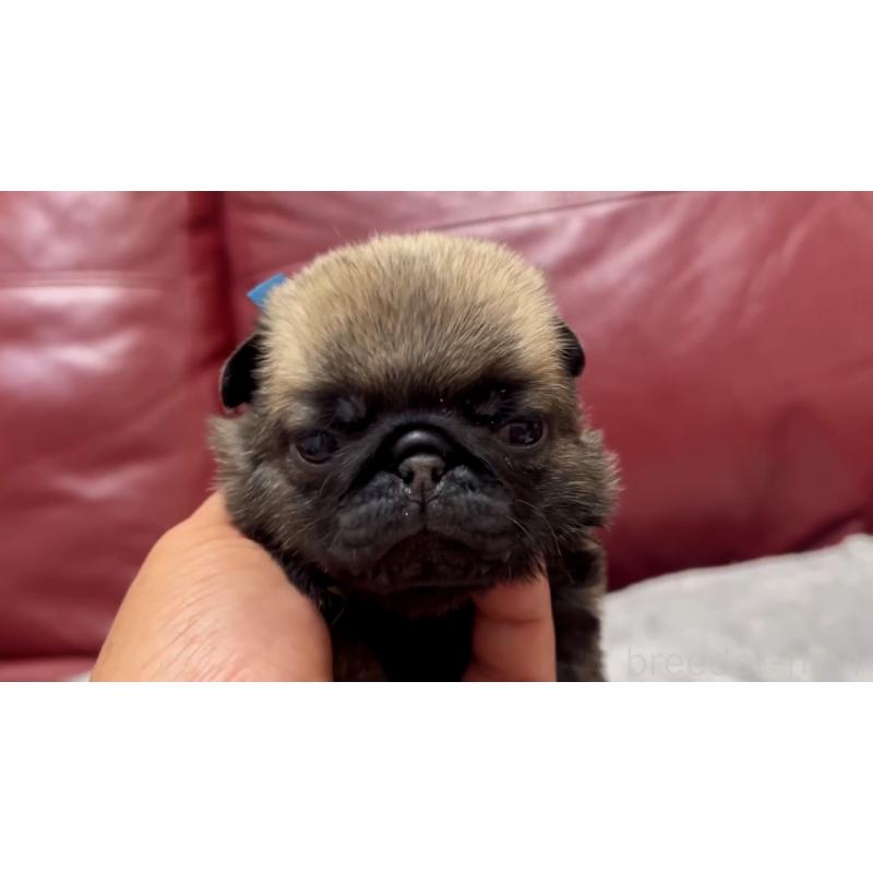 成約済の岡山県のパグ-440653の14枚目