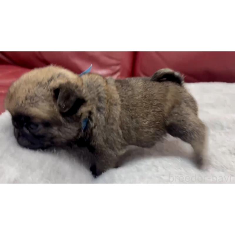 成約済の岡山県のパグ-440653の13枚目