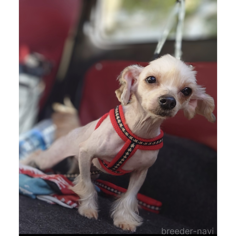 牙(kiba)ちゃん1枚目