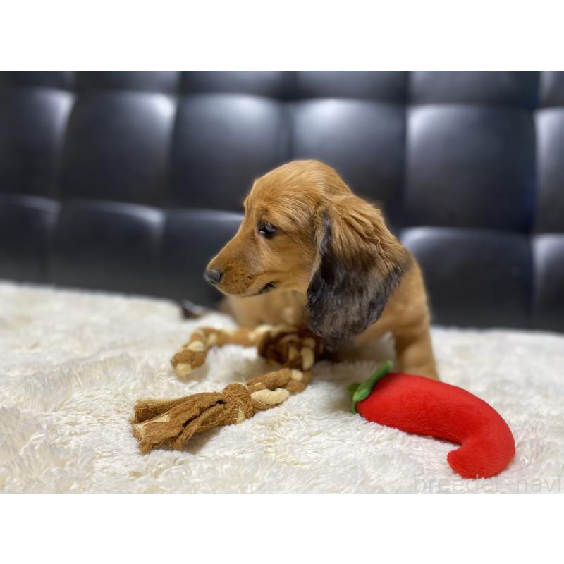 成約済の岐阜県のミニチュアダックスフンド(ロングヘアード)-429177の12枚目