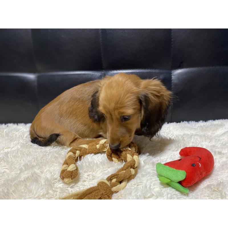 成約済の岐阜県のミニチュアダックスフンド(ロングヘアード)-429177の11枚目