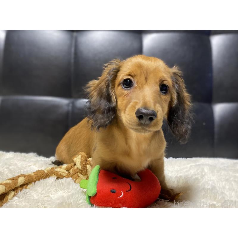 成約済の岐阜県のミニチュアダックスフンド(ロングヘアード)-429177の10枚目