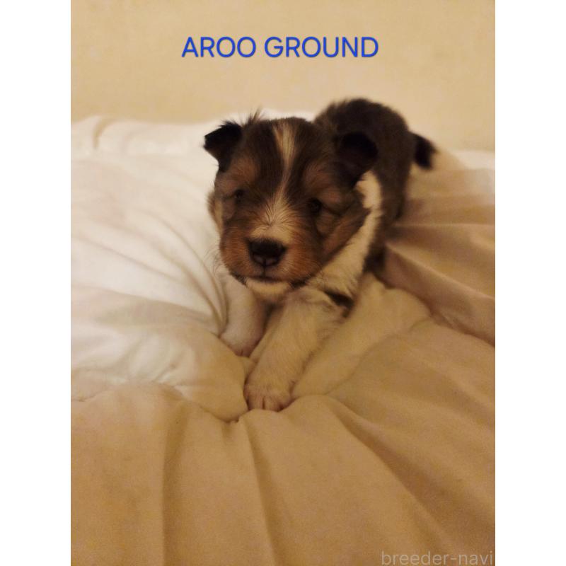 商談中の広島県のシェットランドシープドッグ(シェルティ)-439303の22枚目