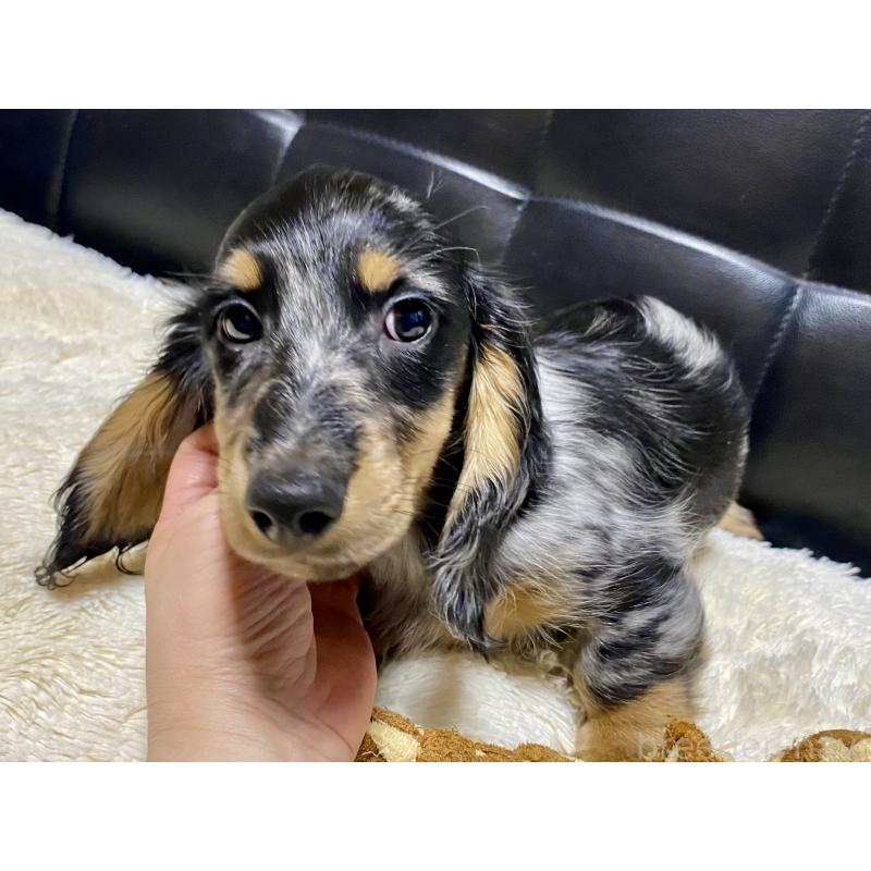 成約済の岐阜県のミニチュアダックスフンド(ロングヘアード)-429426の10枚目