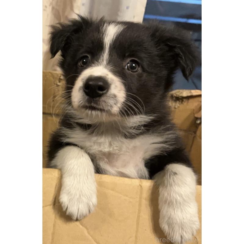 商談中の茨城県のボーダーコリー-437803の1枚目