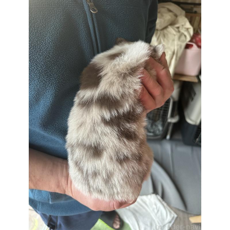 販売中の茨城県のボーダーコリー-438358の3枚目