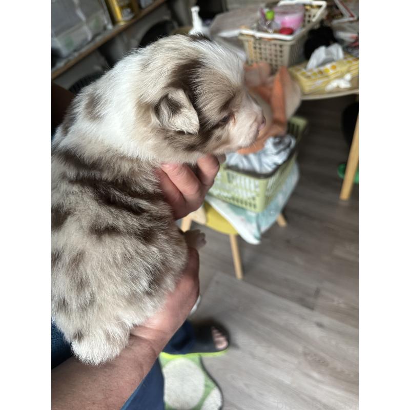 販売中の茨城県のボーダーコリー-438358の2枚目