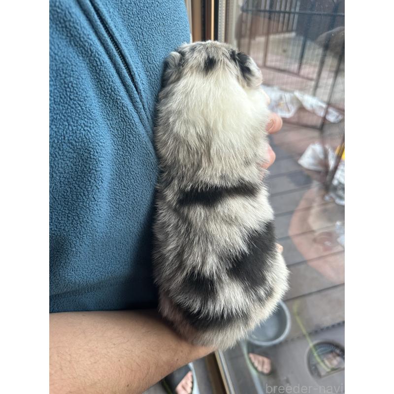 販売中の茨城県のボーダーコリー-438356の3枚目