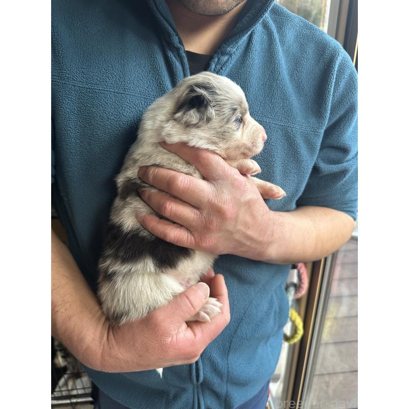 販売中の茨城県のボーダーコリー-438356の2枚目