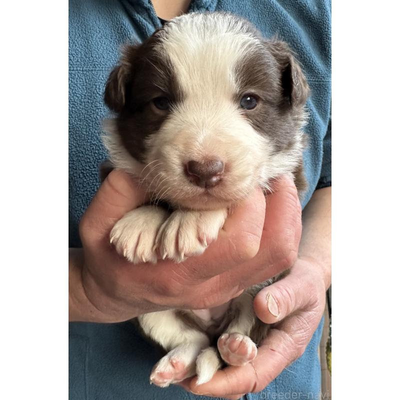 成約済の茨城県のボーダーコリー-438360の1枚目