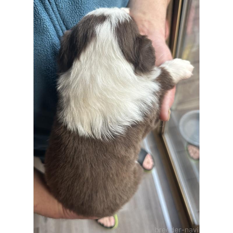 成約済の茨城県のボーダーコリー-438360の3枚目