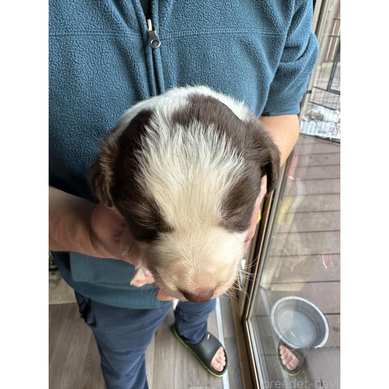 成約済の茨城県のボーダーコリー-438360の2枚目