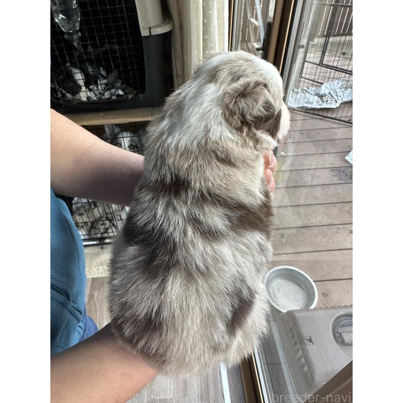 成約済の茨城県のボーダーコリー-442868の2枚目