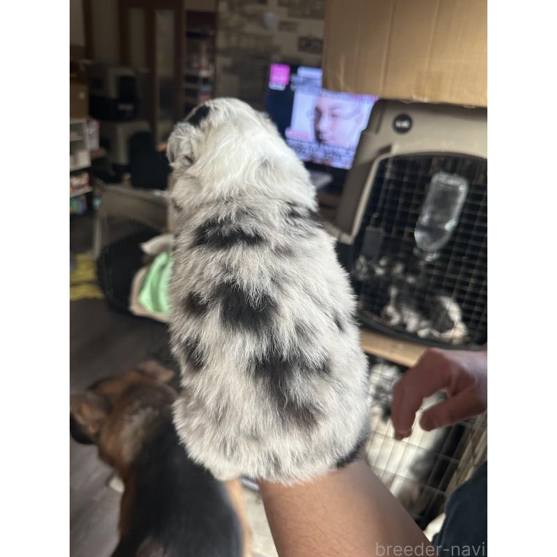 販売中の茨城県のボーダーコリー-438357の5枚目