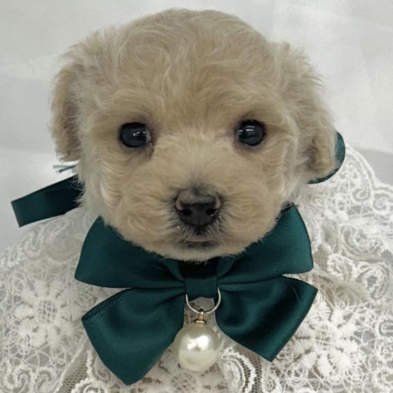 販売中の愛知県のタイニープードル-442869の1枚目