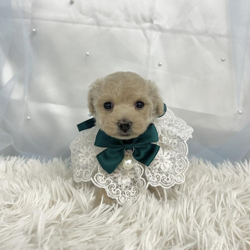 販売中の愛知県のタイニープードル-442869の5枚目