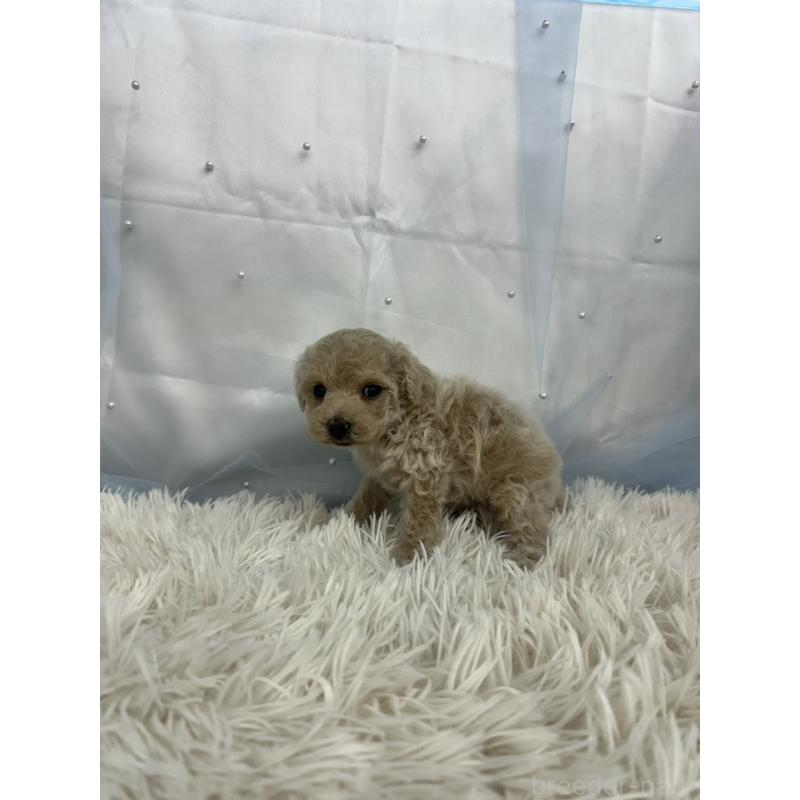 販売中の愛知県のタイニープードル-442869の4枚目