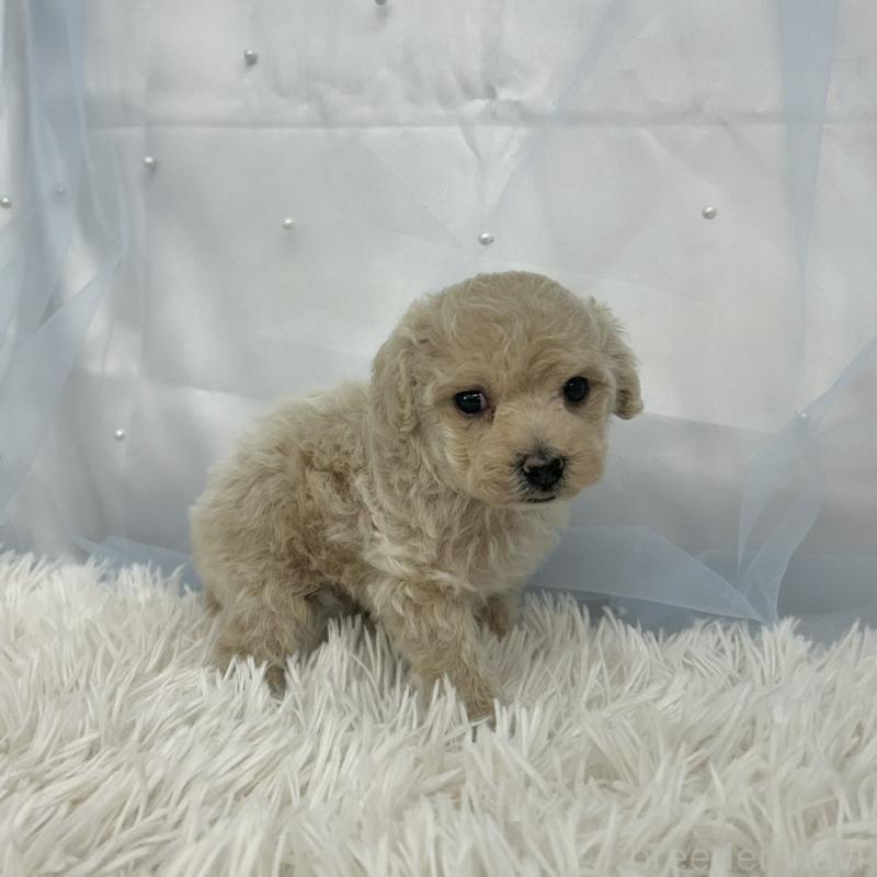 販売中の愛知県のタイニープードル-442869の3枚目