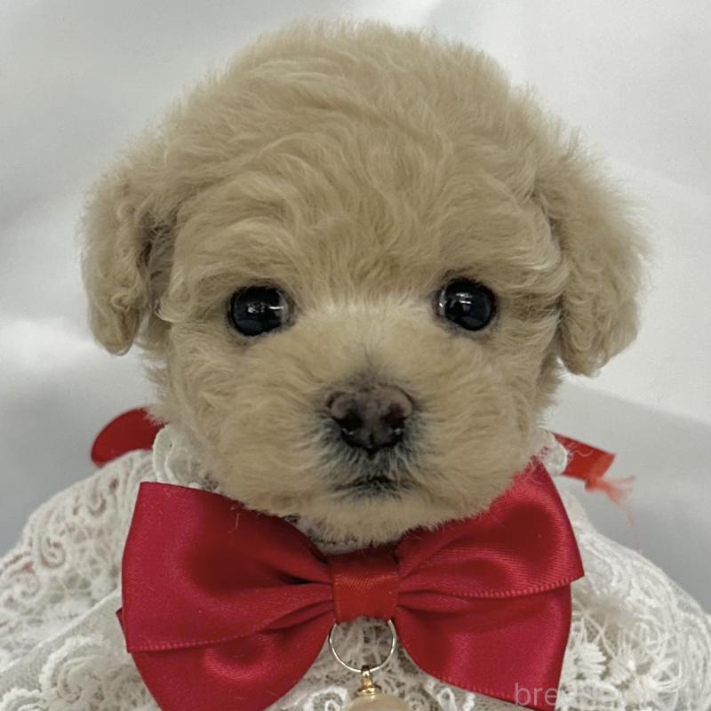 販売中の愛知県のタイニープードル-442870