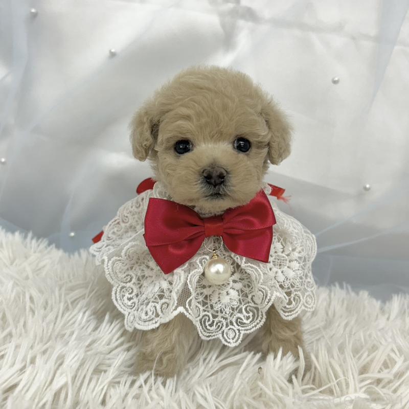 販売中の愛知県のタイニープードル-442870の4枚目