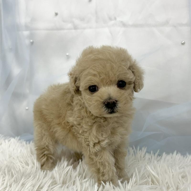 販売中の愛知県のタイニープードル-442870の2枚目