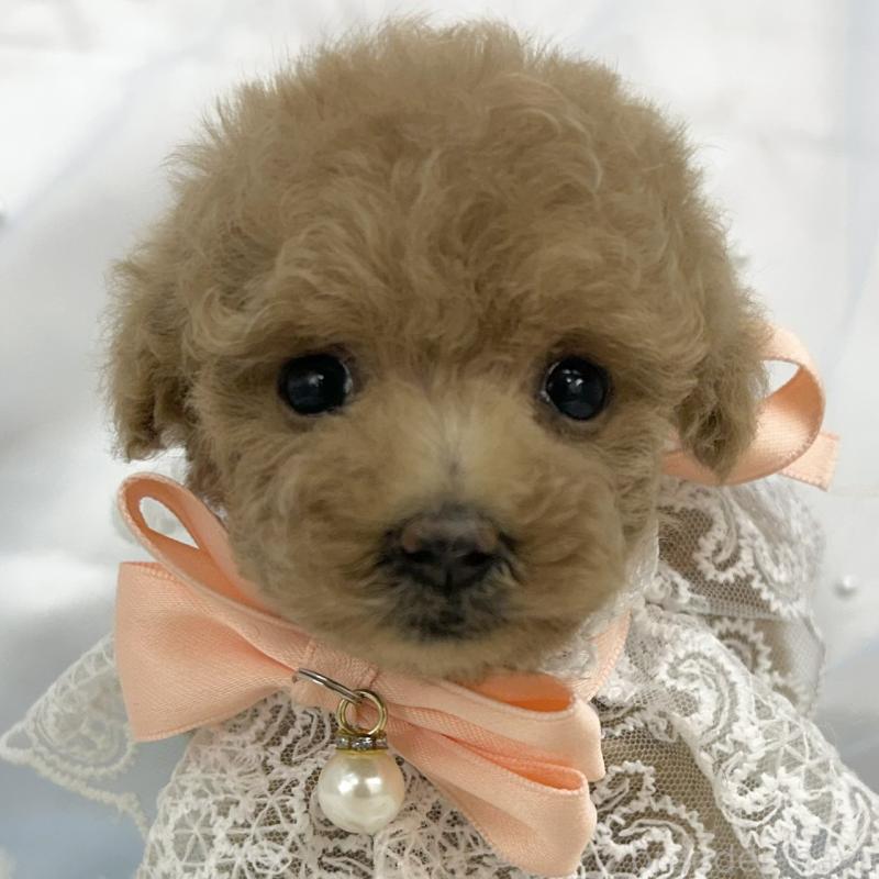 販売中の愛知県のタイニープードル-442871