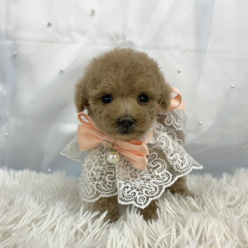 販売中の愛知県のタイニープードル-442871の4枚目