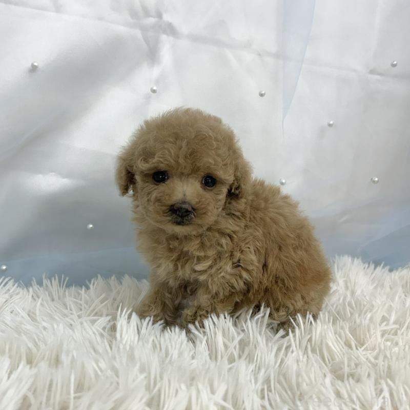 販売中の愛知県のタイニープードル-442871の3枚目