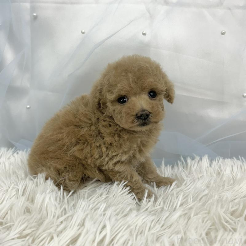 販売中の愛知県のタイニープードル-442871の2枚目