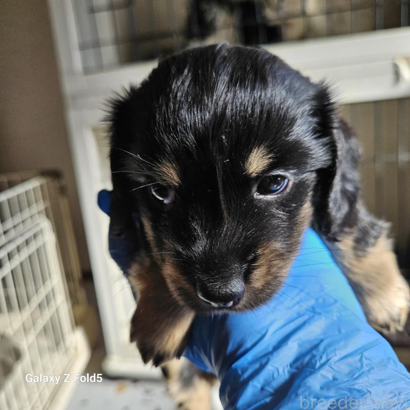 販売中の愛知県のミニチュアダックスフンド(ロングヘアード)-442872の6枚目