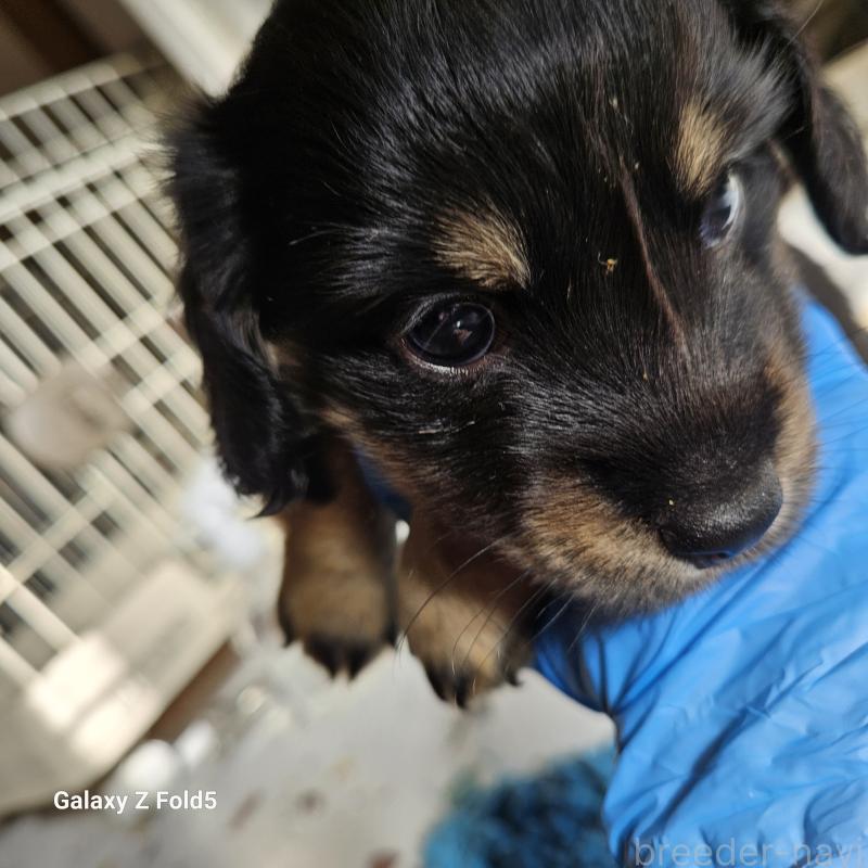 販売中の愛知県のミニチュアダックスフンド(ロングヘアード)-442872の4枚目