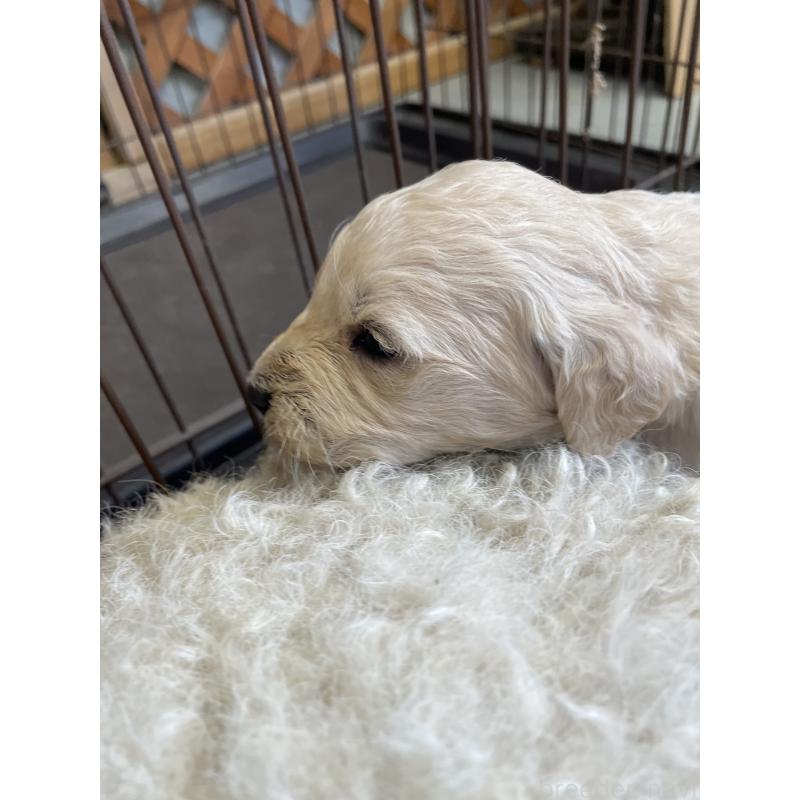 販売中の栃木県のゴールデンドゥードル:ゴールデンレトリーバー×プードル-439382の5枚目