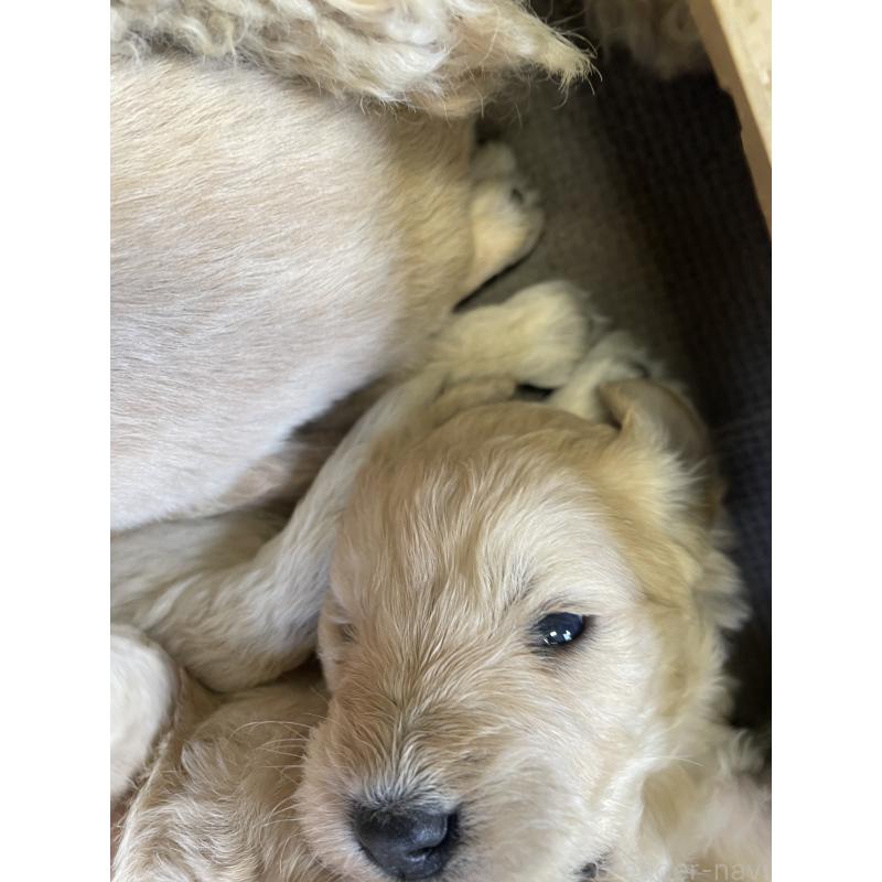 販売中の栃木県のゴールデンドゥードル:ゴールデンレトリーバー×プードル-439383の4枚目