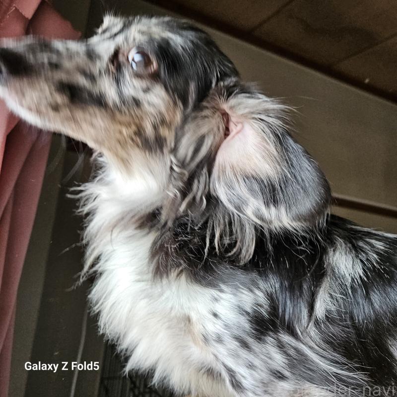 販売中の愛知県のミニチュアダックスフンド(ロングヘアード)-442872の3枚目