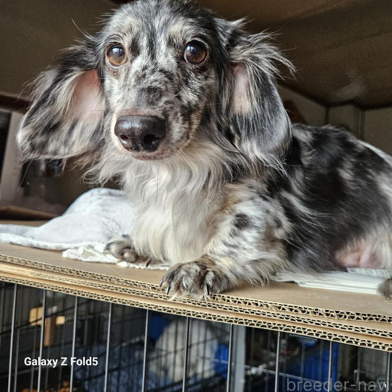 販売中の愛知県のミニチュアダックスフンド(ロングヘアード)-442872の2枚目