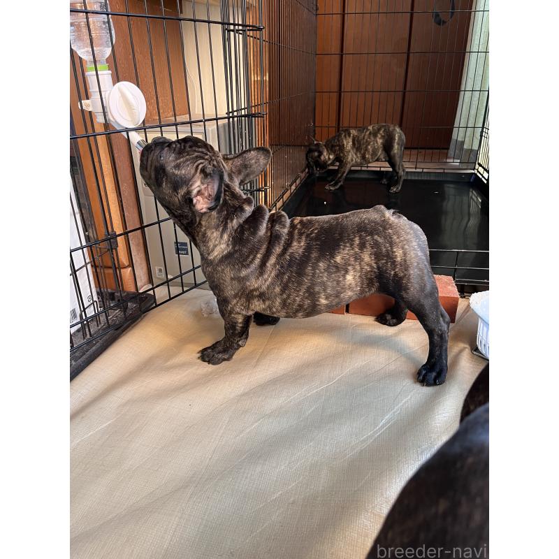 販売中の静岡県のフレンチブルドッグ-442874の2枚目