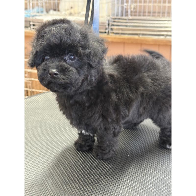 販売中の栃木県のビションプー:ビションフリーゼ×トイプードル-438238の11枚目