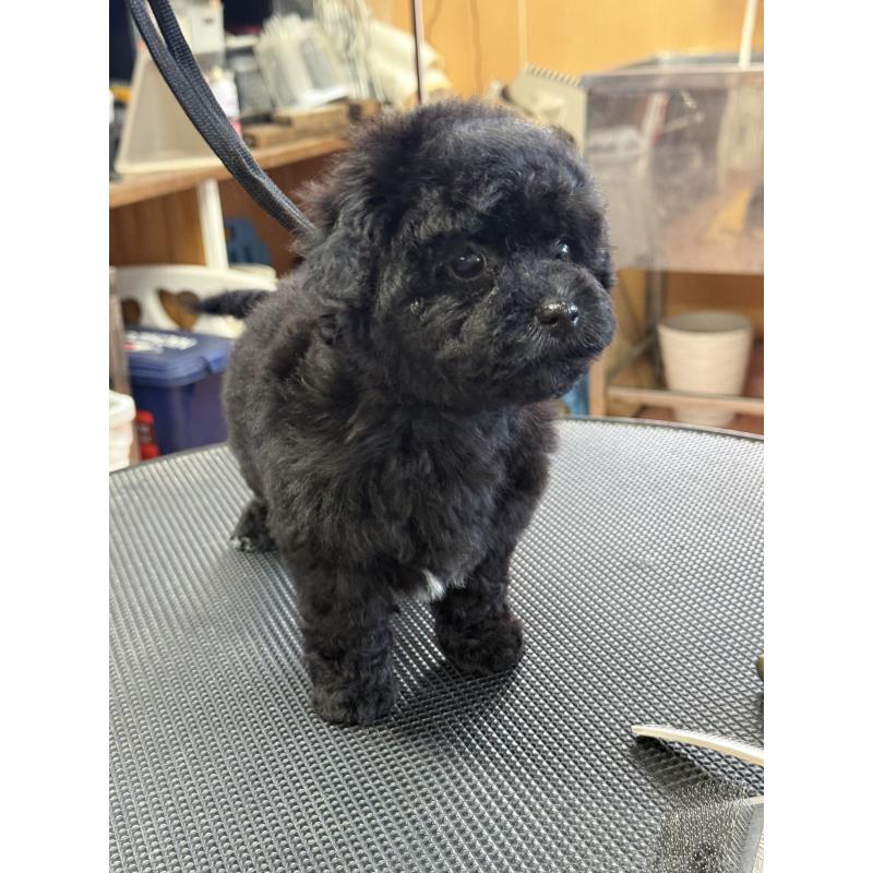 販売中の栃木県のビションプー:ビションフリーゼ×トイプードル-438238の9枚目