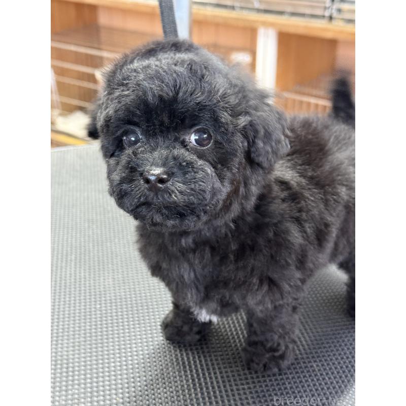 販売中の栃木県のビションプー:ビションフリーゼ×トイプードル-438238の8枚目