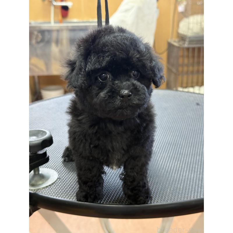 販売中の栃木県のビションプー:ビションフリーゼ×トイプードル-438238の6枚目